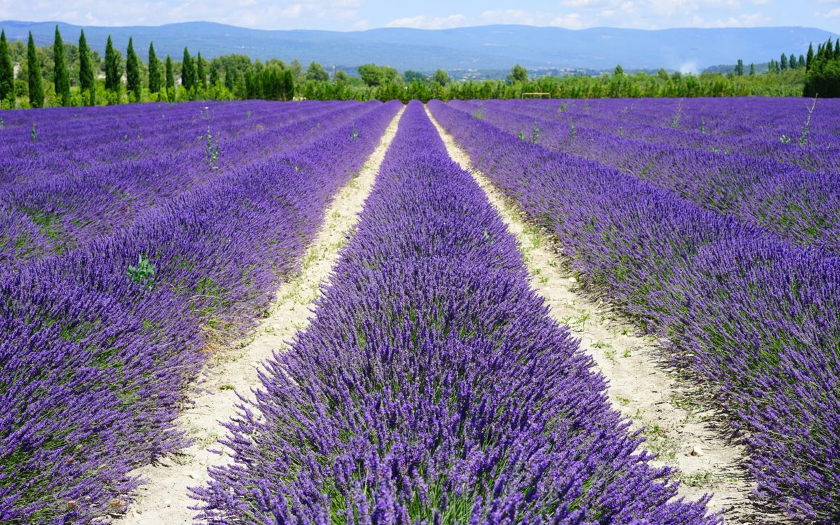 lavender-field-1595577_1920-1200x750